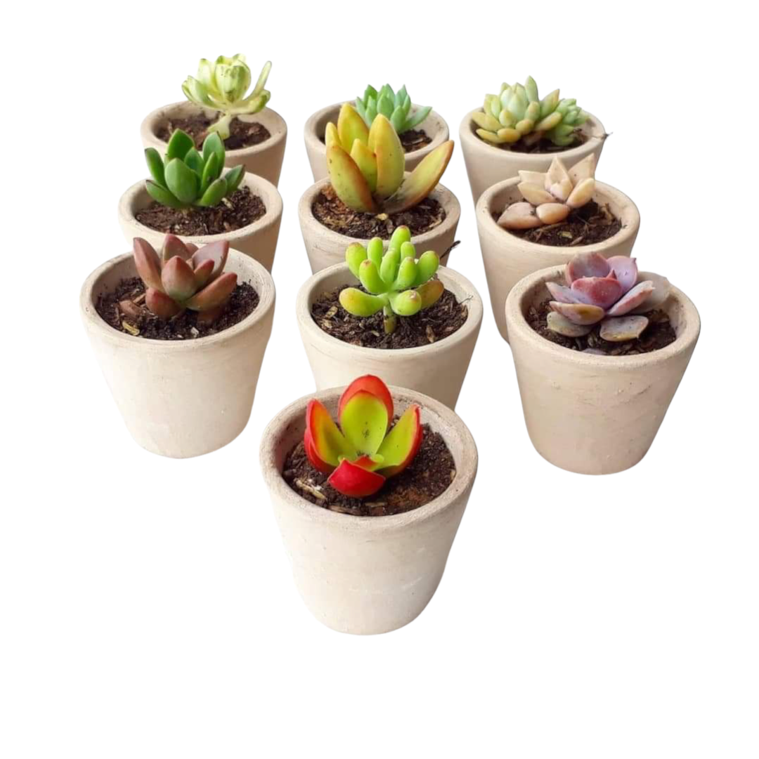 suculentas macetas pequeñas